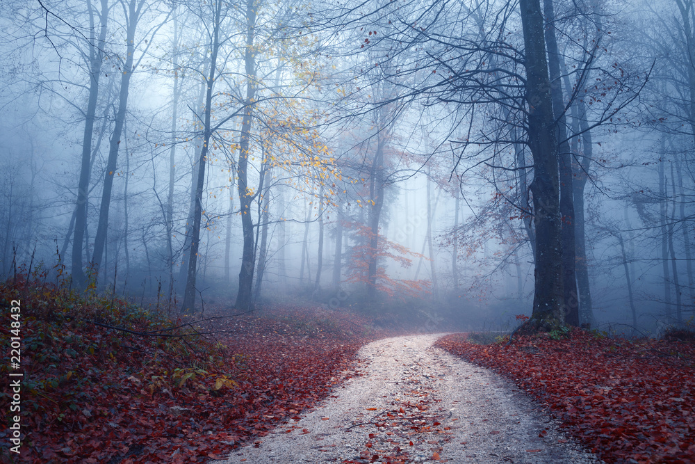 Magic foggy light in colorful autumn forest with road.