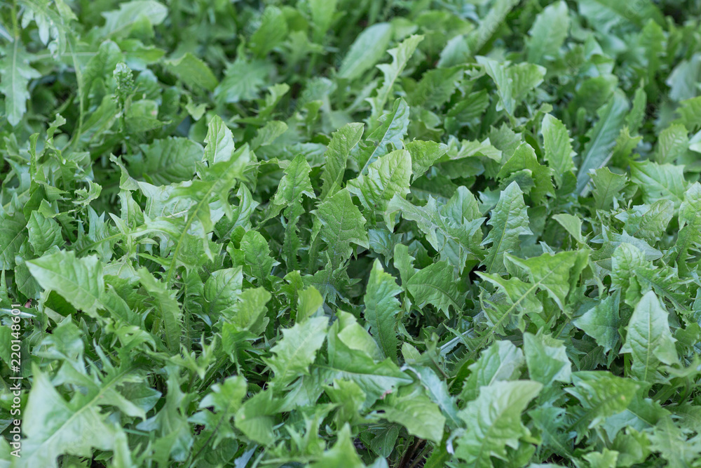 Close-up of green foliage dandelion background. Top view Close-up of green foliage dandelion background. Top view