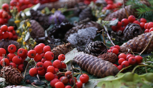 Obraz na płótnie Früchte des Waldes in herbstlichen Farben w salonie