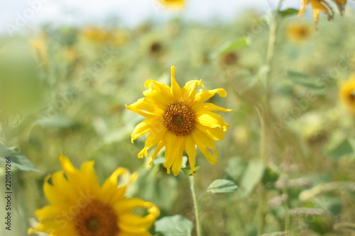 sunflower  flower  nature  field  yellow  summer  green  agriculture  sun  plant  blossom  sky  garden  beautiful  sunflowers  flowers  beauty  bright  bloom  meadow  spring  blue  sunny  floral  colo