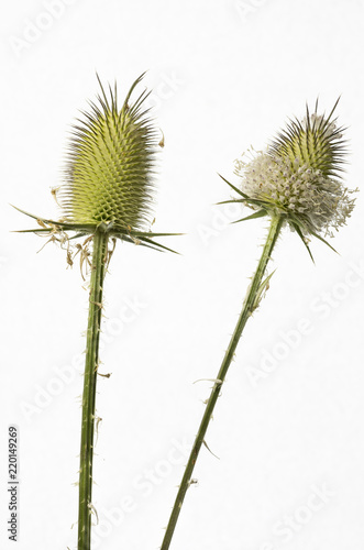 dipsacus fullonum isolato su sfondo bainco