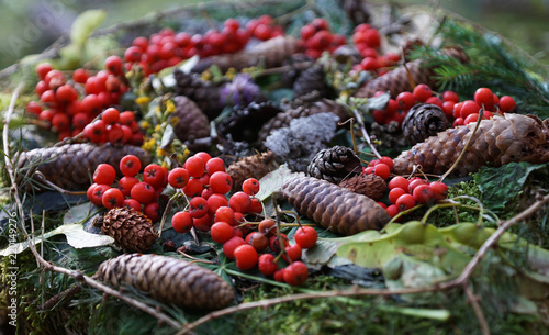 Früchte des Waldes in herbstlichen Farben
