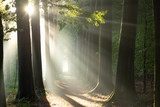 Light rays in a forest at sunrise