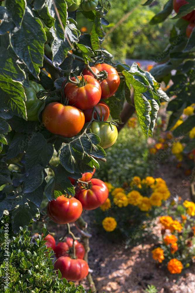 Growing tomatoes Growing tomatoes
