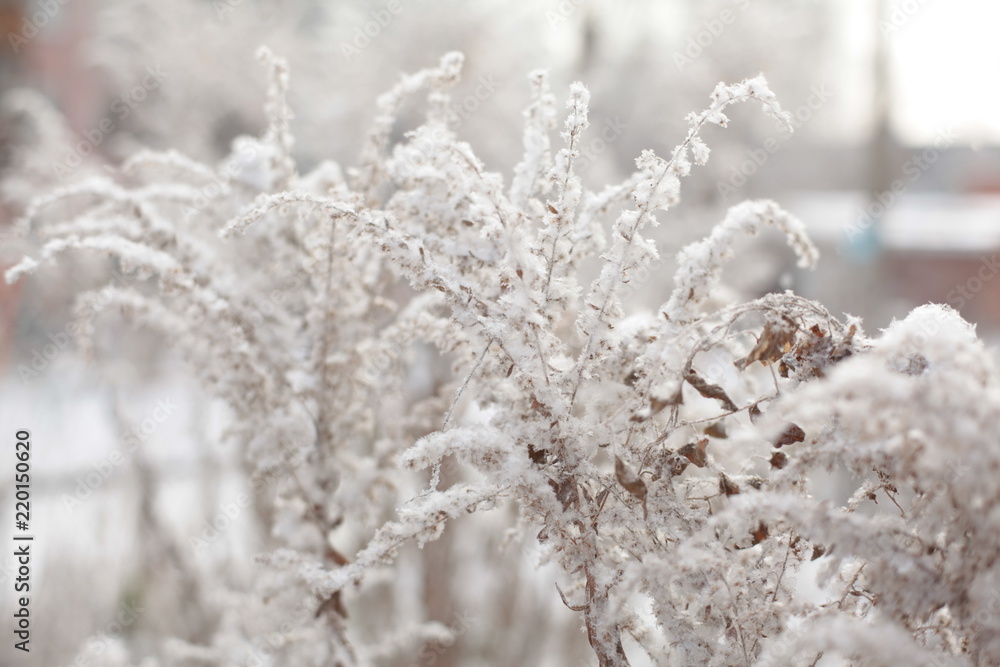 winter, snow, frost, nature, tree, cold, ice, white, branch, sky, frozen, plant, forest, season, blue, christmas, hoarfrost, flower, trees, branches, plants, grass, landscape, weather, freeze winter, snow, frost, nature, tree, cold, ice, white, branch, sky, frozen, plant, forest, season, blue, christmas, hoarfrost, flower, trees, branches, plants, grass, landscape, weather, freeze
