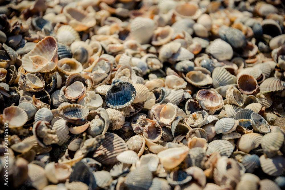 Sea shells on the Pacific coast, California