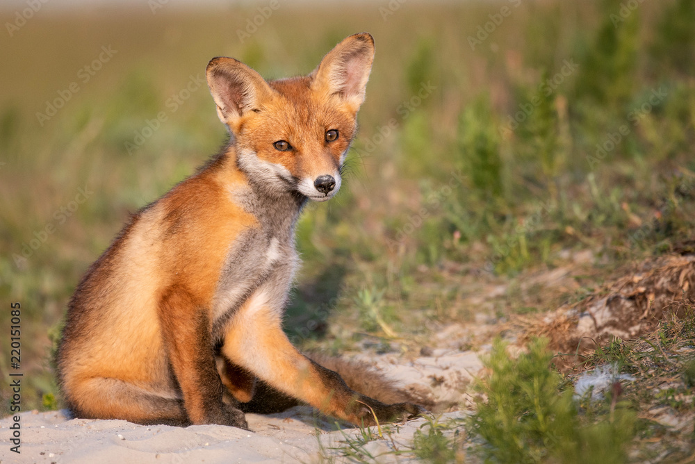 Little Red Fox near his hole in beautiful evening light Little Red Fox near his hole in beautiful evening light