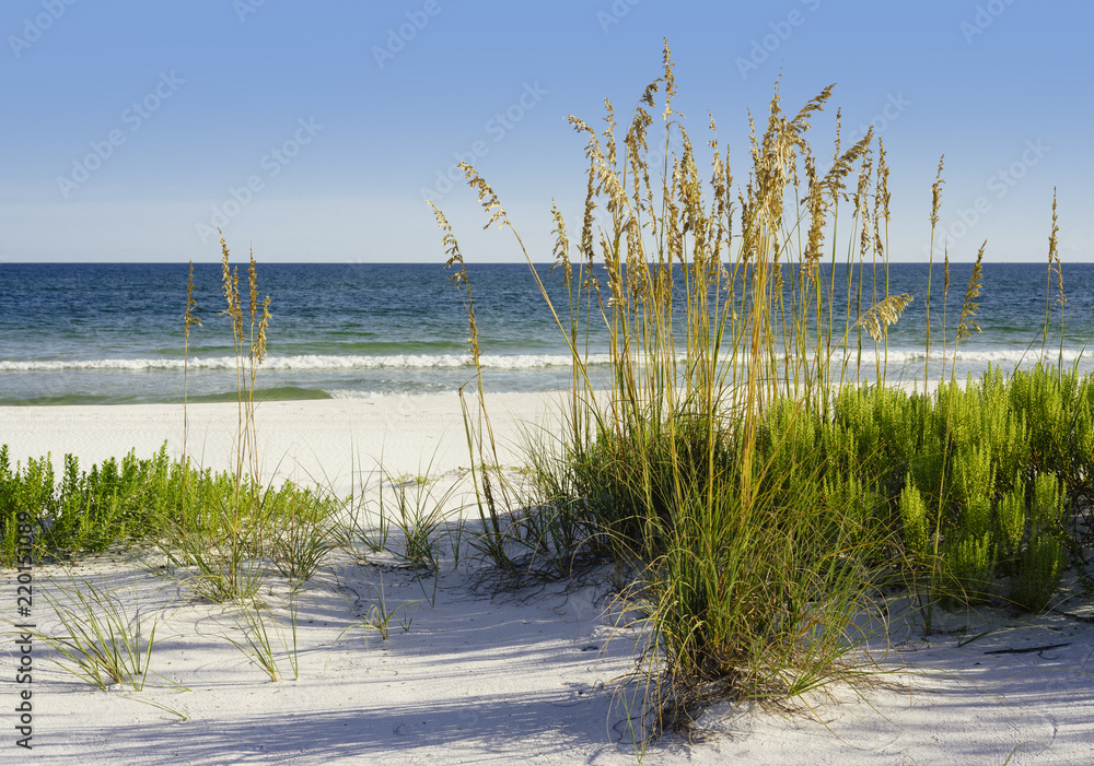 Fototapeta premium White Sands Florida Beach z Golden Sea Oats i Florida Beach Rosemary