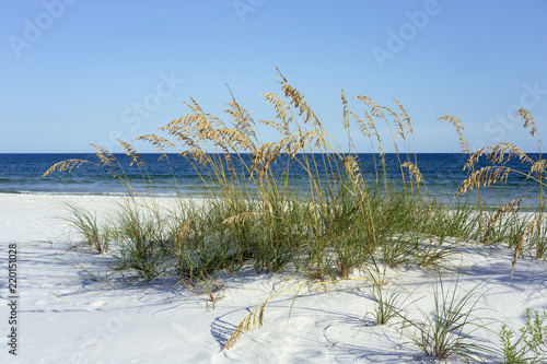 Ripe Sea Oats grace Pensacola, Florida's dazzling white beaches on the Gulf of Mexico each summer.