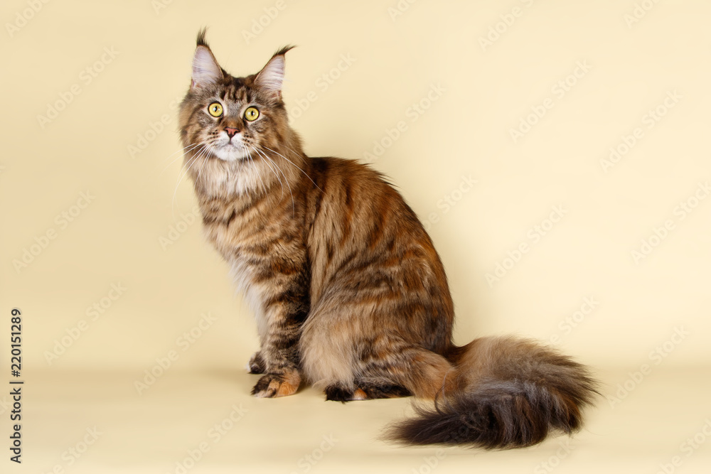 Maine Coon red cat on colored backgrounds Maine Coon red cat on colored backgrounds