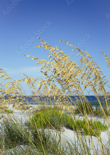 Fototapeta Naklejka Na Ścianę i Meble -  Ripe Sea Oats in Summer at Florida Beach
