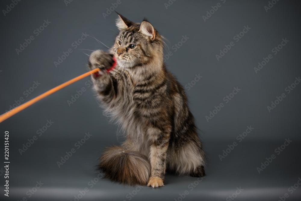 Naklejka premium Maine Coon red cat on colored backgrounds