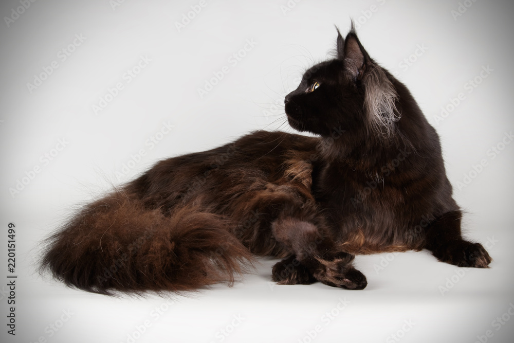 Maine Coon red cat on colored backgrounds Maine Coon red cat on colored backgrounds