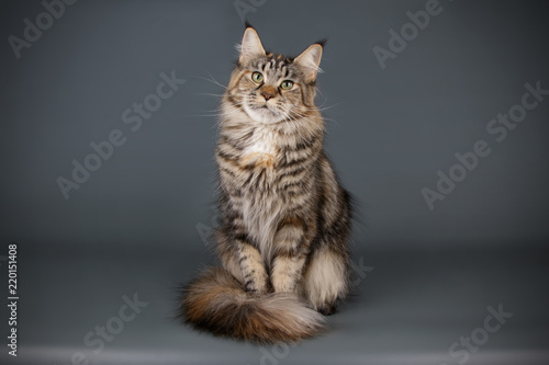 Wallpaper Mural Maine Coon red cat on colored backgrounds Torontodigital.ca