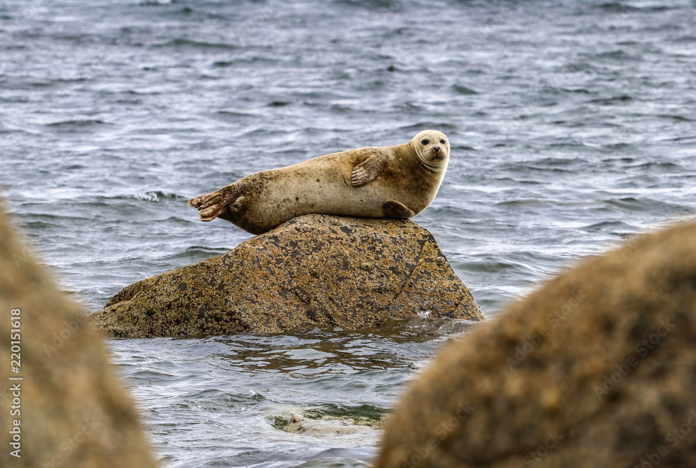 Naklejka premium Seal On a Rock