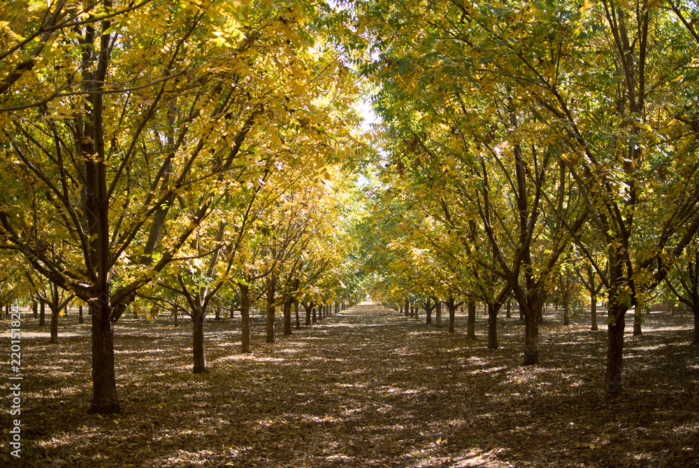 Naklejka premium Colorful Pecan orchard in autumn