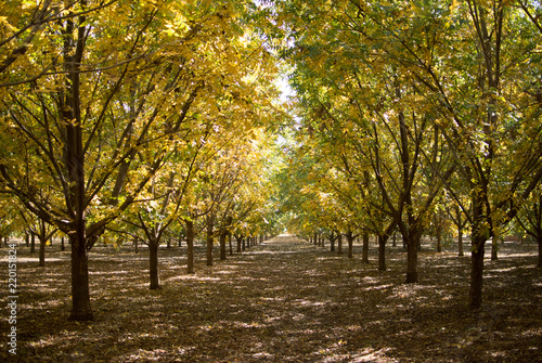 Colorful Pecan orchard in autumn