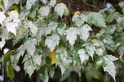 Powdery mildew on foliage of Acer tataricum or Tatarian maple photo