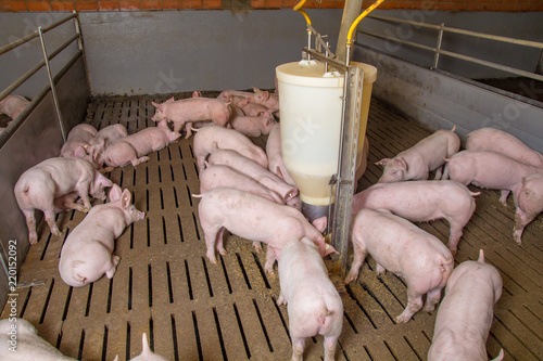 Schweinemast Mastschweine auf Spaltenboden