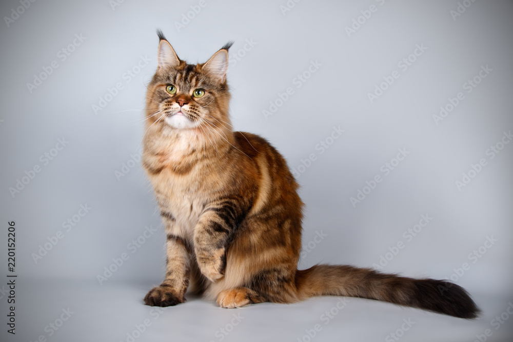 Maine Coon red cat on colored backgrounds