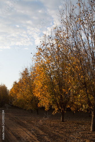 Pecan tree orchard in autumn with a cloudy sky