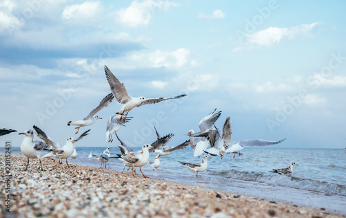 Flock of gulls on a sandy beach in Los Angeles, California