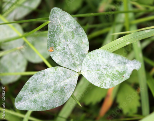 Powdery mildew on clover leaf photo