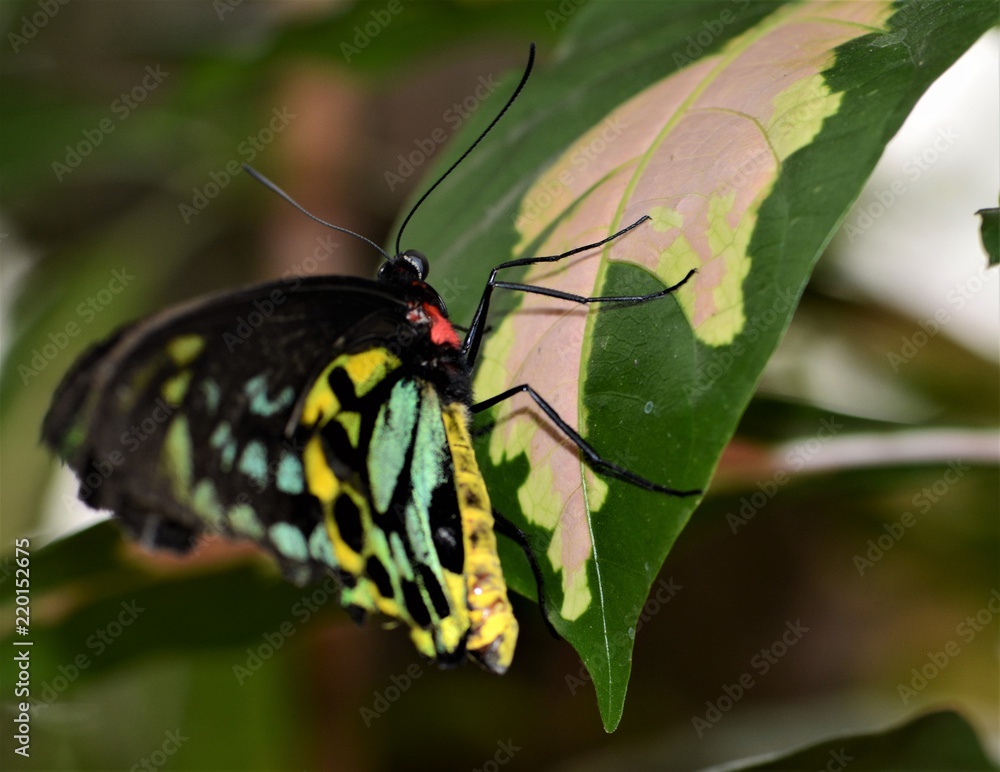 Obraz premium Butterfly collection