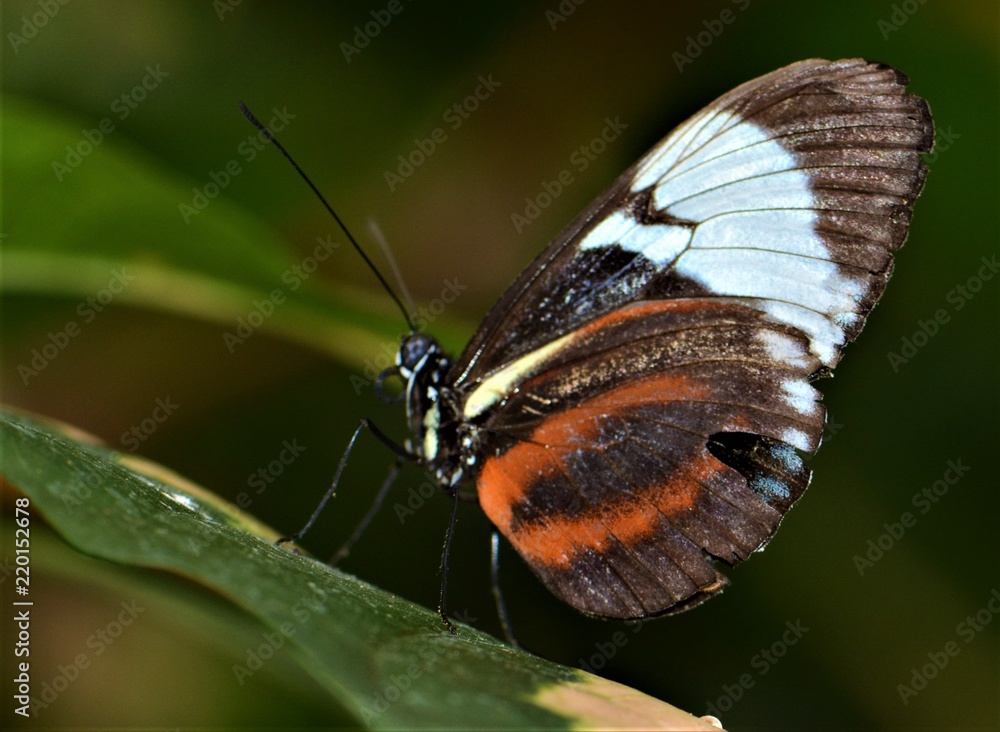 Fototapeta premium Butterfly collection