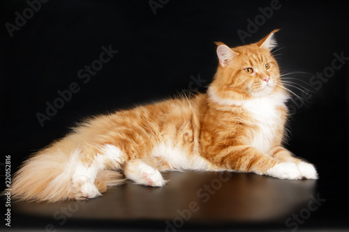 Maine Coon red cat on colored backgrounds