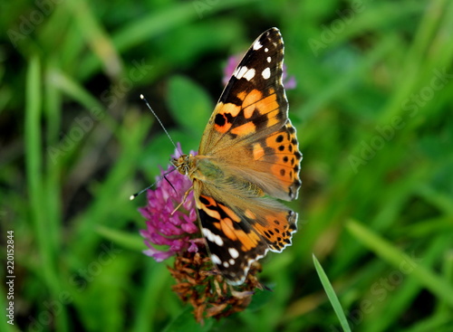Beautiful butterfly on clover flower close up