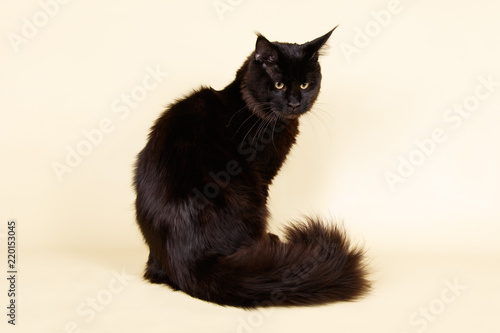 Maine Coon cat on colored backgrounds