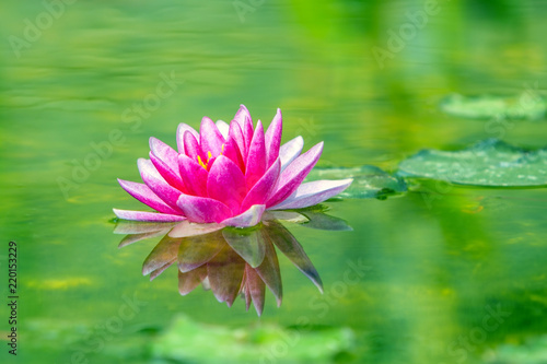 Water lily flower blooming in water