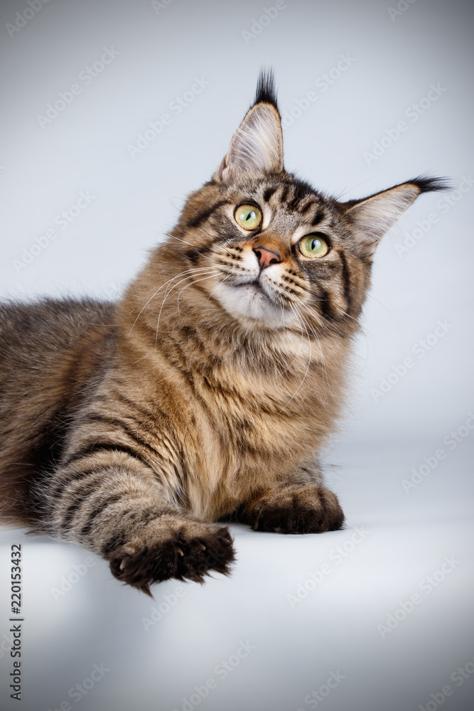 Maine Coon cat on colored backgrounds Maine Coon cat on colored backgrounds