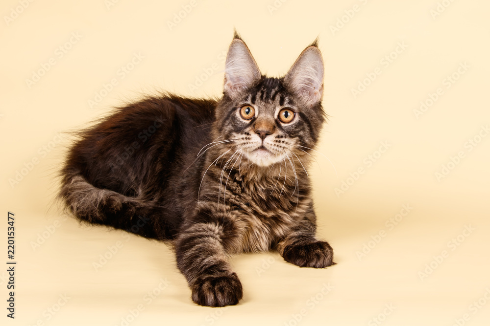 Obraz premium Maine Coon cat on colored backgrounds