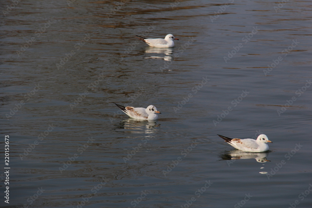 Wasservögel in der Donau Wasservögel in der Donau