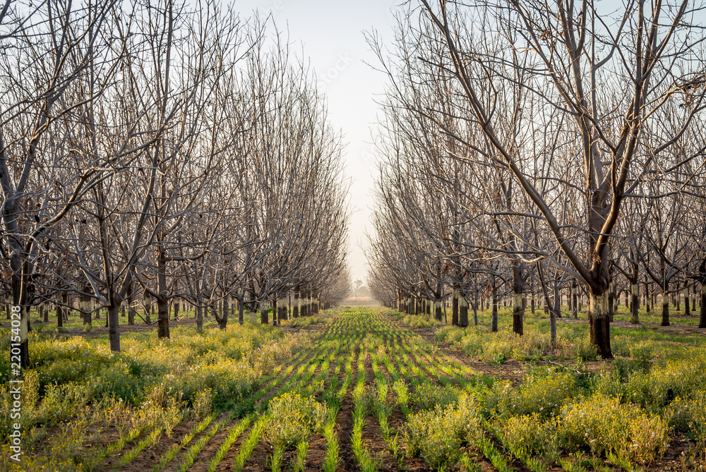 Winter naked pecan orchard with rows of oats in between Winter naked pecan orchard with rows of oats in between