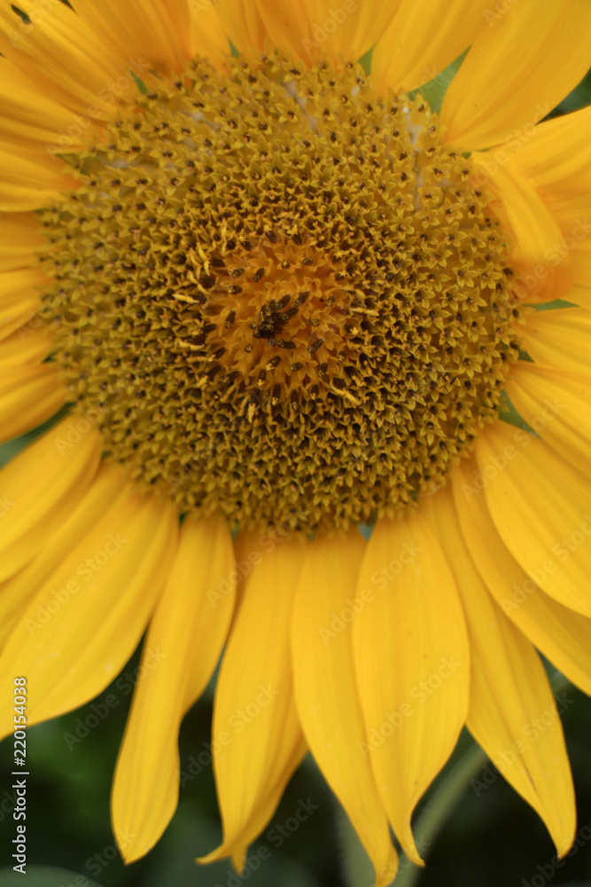 Sunflower Sunflower