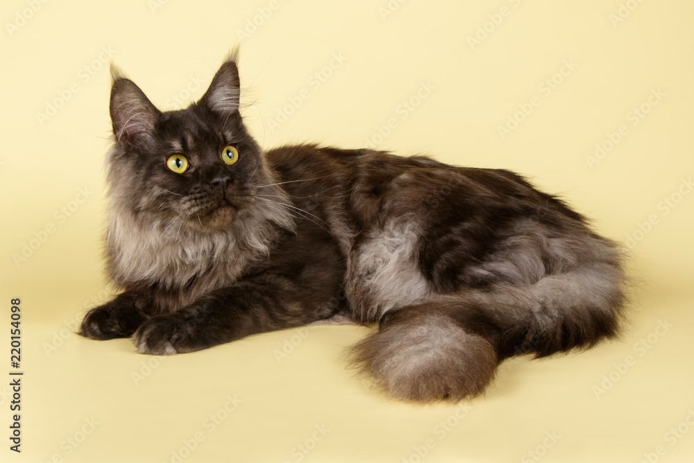Fototapeta premium Maine Coon cat on colored backgrounds