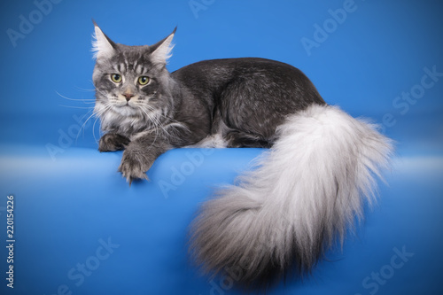 Maine Coon cat on colored backgrounds