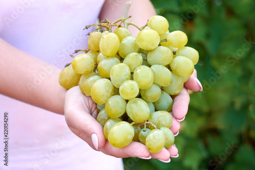 a ripe bunch of white grapes in beautiful female hands