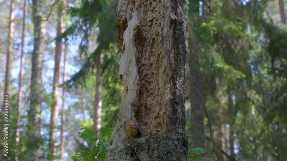 19257_A_thin_tall_trunk_of_the_tree_with_the_small_hole_on_it.mov 19257_A_thin_tall_trunk_of_the_tree_with_the_small_hole_on_it.mov