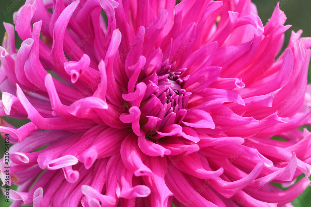 Pink flower of chrysanthemum close-up