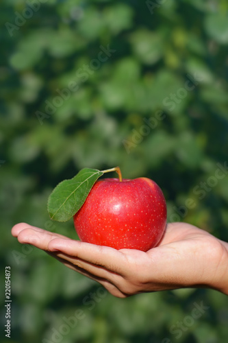 Red apple in hand outdoors on green background