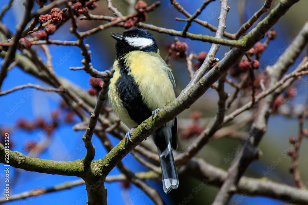 Great Tit (Parus major) perched in a tree