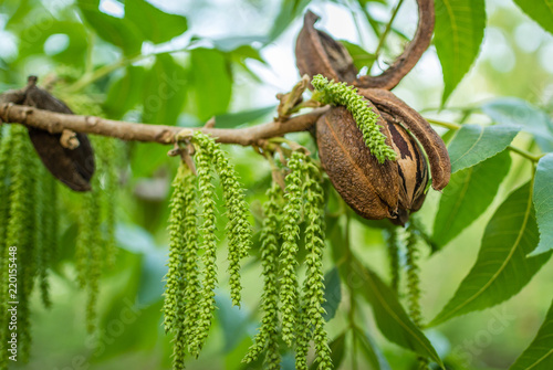 Pecan nut at the end of branch with green leaves and male flowers