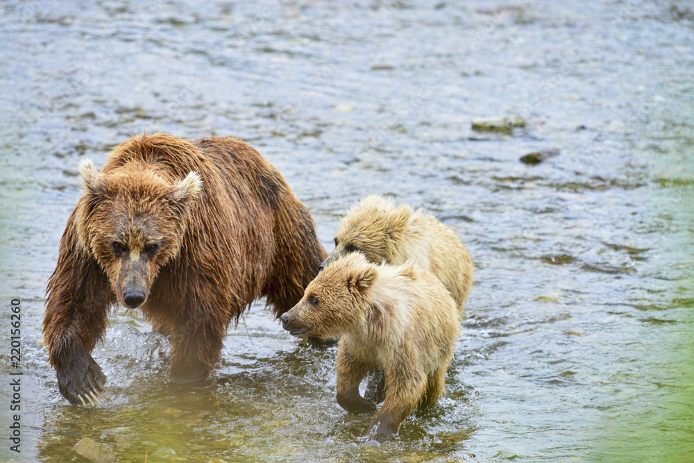 brown bear cubs wanting to nurse