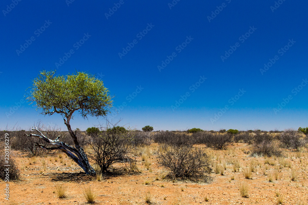 lone tree in Namibian desert