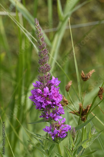 Blutweiderich / Purple loosestrife (Lythrum salicaria) photo