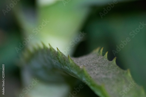 macro aloe leaf © Arlington Vance